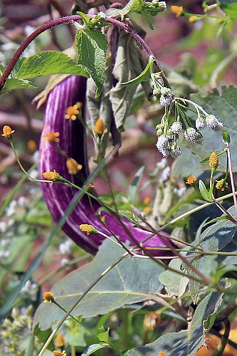 SriLan (519)